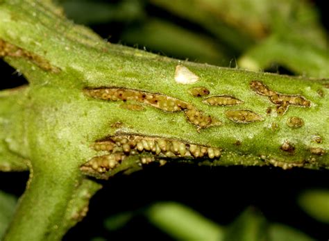 Tomato Plant Diseases Leaves