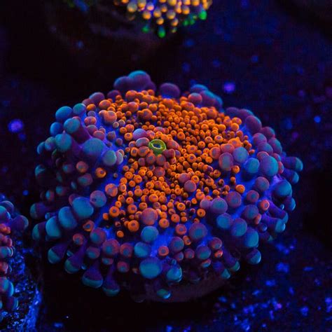 World Wide Corals 13th Anniversary Live Sale! | Reef Builders | The Reef and Saltwater Aquarium Blog