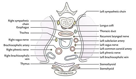 Superior Mediastinum – Anatomy, Boundaries And Content – Earth's Lab