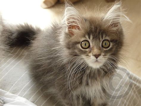 Maine Coon Kitten - 4 months | Barbarella Buchner | Flickr