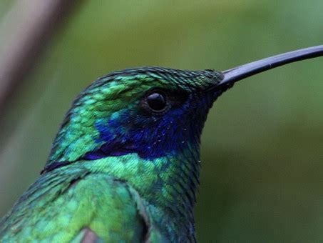 Free Images : bird, wing, fly, beak, hummingbird, colorful, fauna, trochilidae, vertebrate, bill ...
