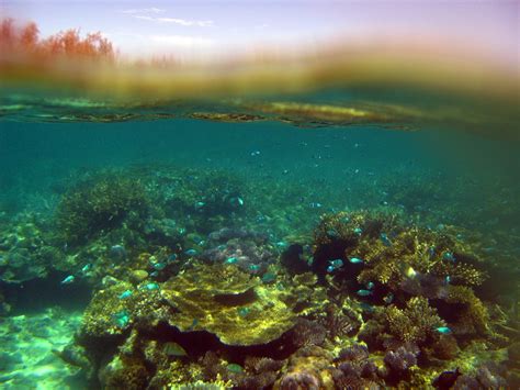 Snorkelers view of a coral reef-6120 | Stockarch Free Stock Photos