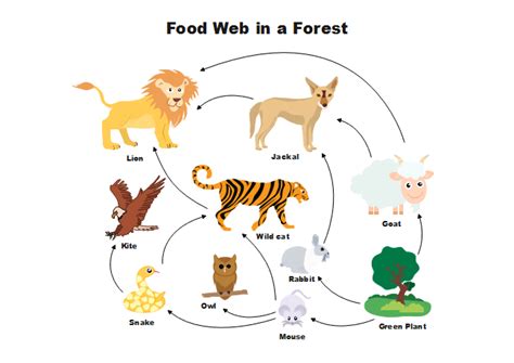 Food Web Diagram | Free Food Web Diagram Templates