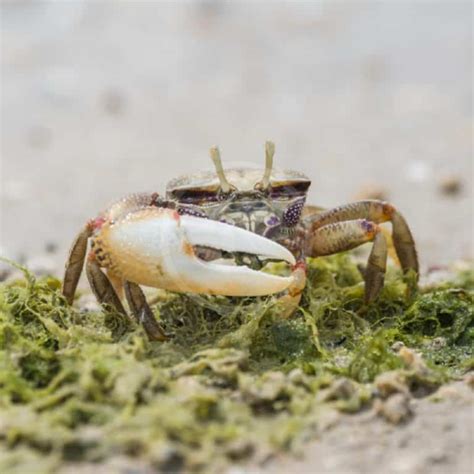 Fiddler Crab Guide - Aquatics Unlimited