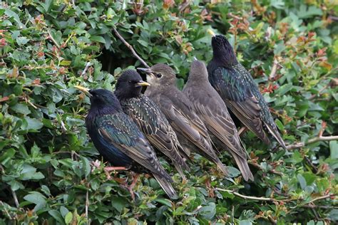 Starling photo ID guide - BirdGuides