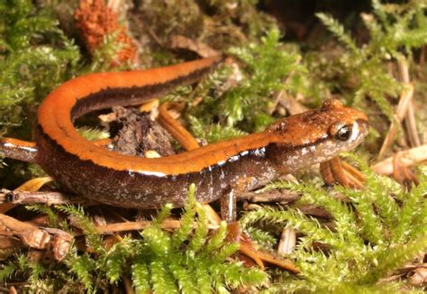 Goldstream Provincial Park, Amphibian Habitat | Victoria and Region Community Green Map