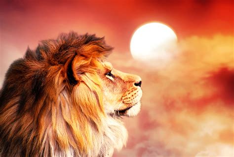 African lion and sunset in Africa. African savannah landscape theme, king of animals. Proud ...