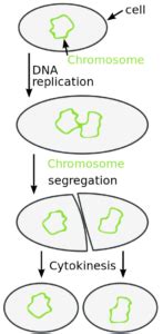 Prokaryotic Cell Division – Principles of Biology