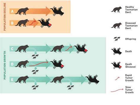 Survival of the fittest? Perhaps not if you're a Tasmanian devil