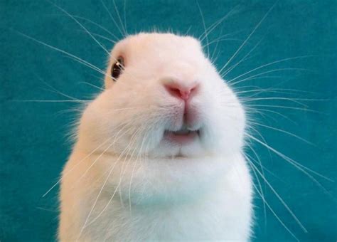 Bewitching rabbit | Cute baby animals, Cute baby bunnies, Pet bunny