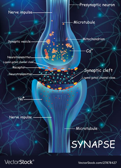 Chemical Synapse