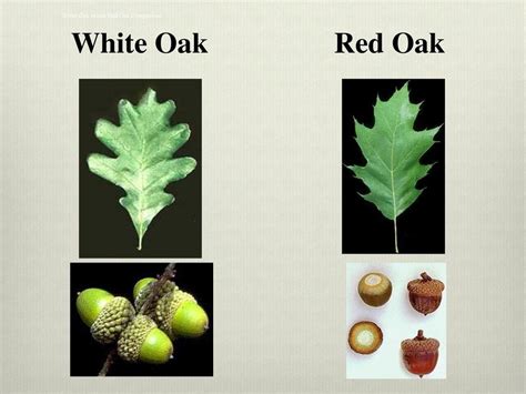 White Oak acorns are sweeter and better to consume than Red Oak acorns, as Red Oak acorns are ...