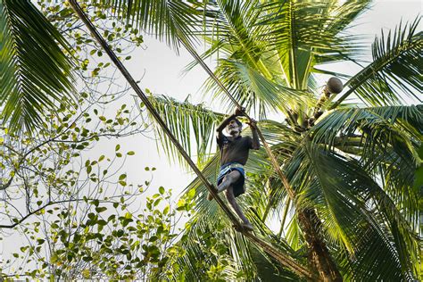 Toddy Tapping, a Traditional Sri Lankan Job, Faces Extinction