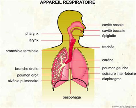 Respiration BPJEPS