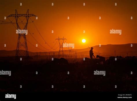 flock of sheep and shepherd at sunset in backlight Stock Photo - Alamy