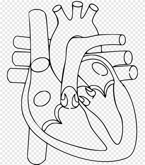 Anatomia Do Coracao Heart Structure Circulatory System Heart Anatomy ...