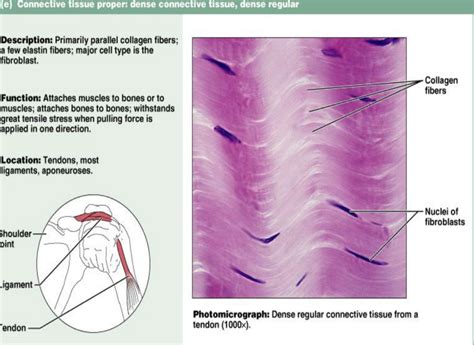 Dense Connective Tissue Tendon