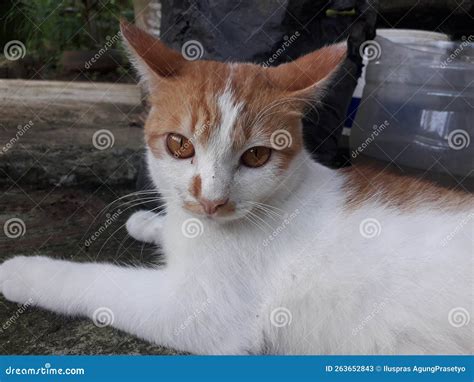 A Javanese Cat with White and Orange Colors Stock Image - Image of ...