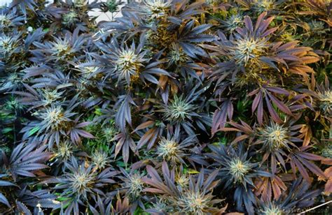 CANNABIS FLOWERING STAGE TIPS - Freak of Natural