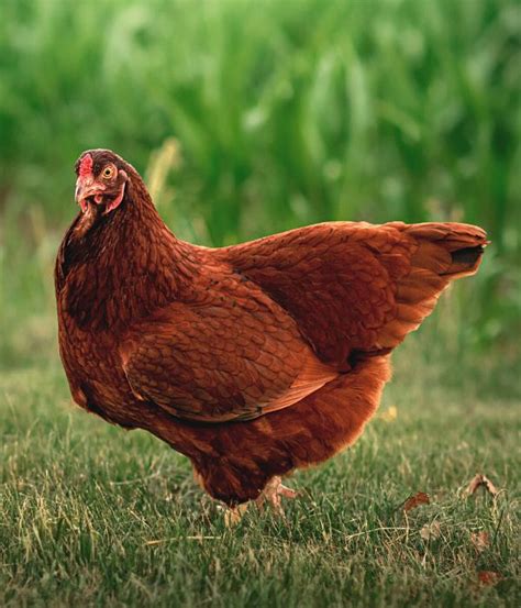 Buckeye Chicken Breed: History, Characteristics, Care & More