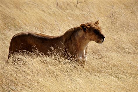 Free stock photo: Lion, Lioness, Wild, Cat, Wildcat - Free Image on ...