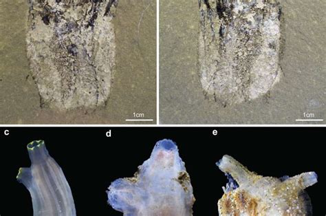 Discovery of 500-million-year-old fossil reveals astonishing secrets of ...