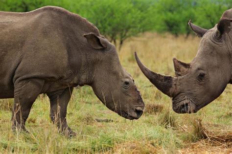 Rhino Horn Harvesting – “A Shortcut to Extinction?” | IWB