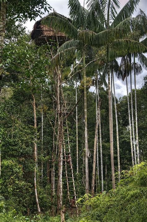 The Tree Houses of the Korowai Tribe of New Guinea | Amusing Planet