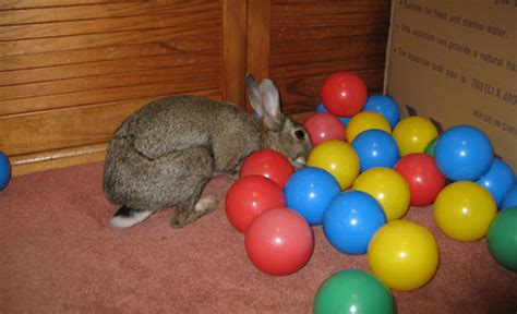 Toys Rabbits Like To Play With - ToyWalls