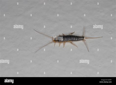 Long-tailed Silverfish, Giant Silverfish, Papierfischchen,Silberfischchen, Ctenolepisma ...