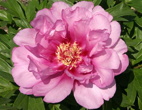 39 peony varieties awarded AGM - The English Garden