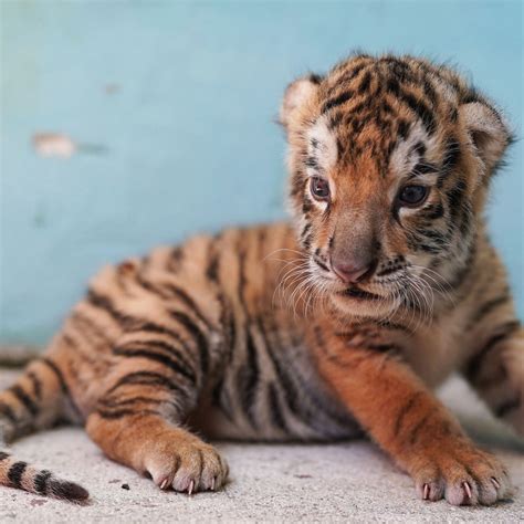 Cute Bengal Tiger Cubs