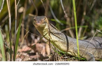 Long Necked Lizard Posing Photo Stock Photo 2186905093 | Shutterstock