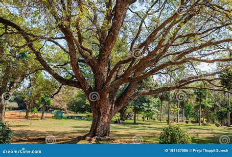 Lal Bagh Botanical Garden - Bangalore/Bengaluru Editorial Photo - Image of outdoors, park: 153957086