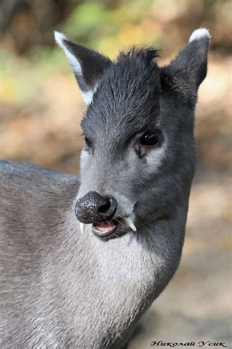 🔥 Tufted Deer : r/NatureIsFuckingLit