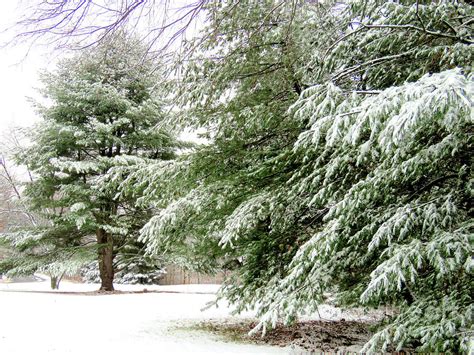 Winter Evergreens Photograph by Janice Drew - Pixels