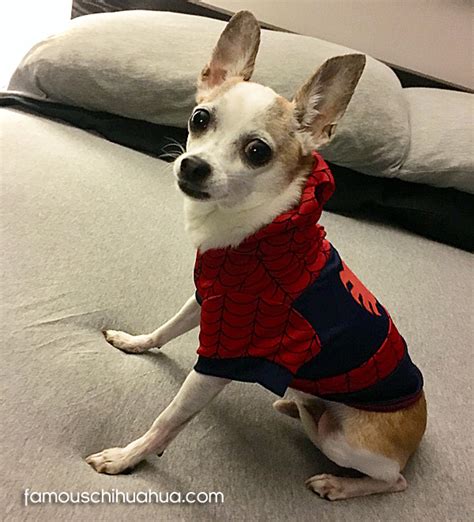 Chihuahuas dressed up in Halloween costumes!