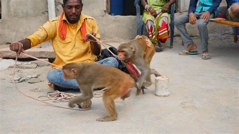 Bandar Bandariya ka khel Short Version || Funny Monkey Dance Video ...