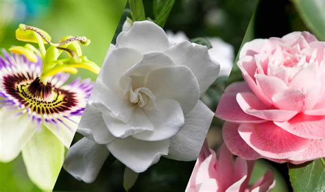 10 of the Most Fragrant Plants For Your Florida Garden - Irrigation & Landscaping | R and R