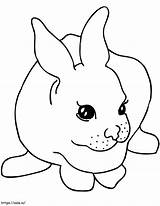 Simple Rabbit coloring Page sketch template