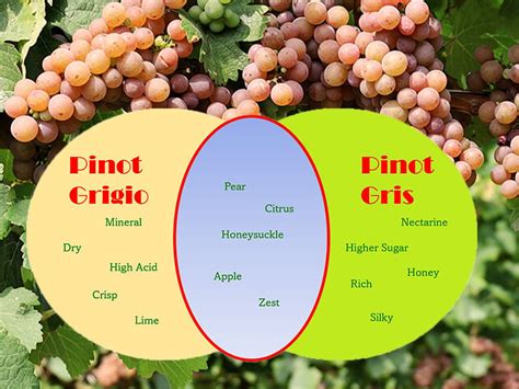 Pinot Gris Vs Pinot Grigio, Revisited - City Vino, Inc.