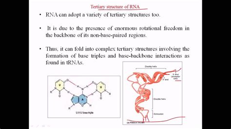 Tertiary Structure Of Rna