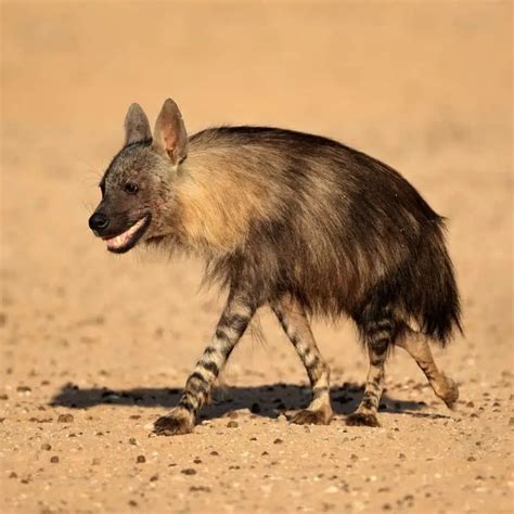 10 Brown Hyena Facts (You Probably Didn't Know)