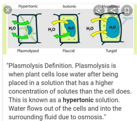 🏆 What is incipient plasmolysis. Why does incipient plasmolysis occur ...