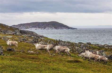 10 Most Incredible Animals in Norway (with Photos) - WildlifeTrip