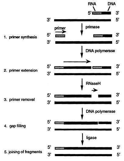 DNA Synthesis