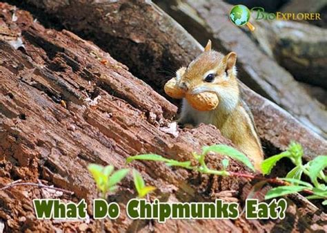 What Do Chipmunks Eat? | Chipmunks Diet By Types | BioExplorer.net