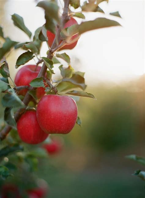 Apple Picking Near Me—Best Apple Orchards in Every State in America - Parade: Entertainment ...