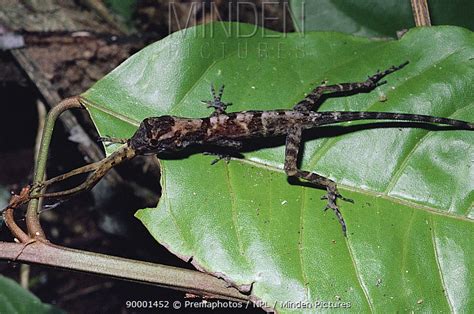 Water Anole stock photo - Minden Pictures