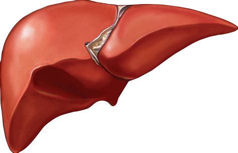 PCOS And Non-Alcoholic Fatty Liver Disease (NAFLD): Treatment And Prevention - PCOS Nutrition Center